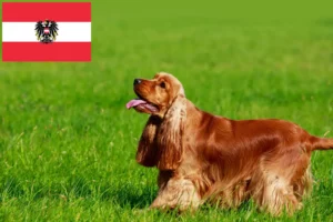 Scopri di più sull'articolo Allevatori di Cocker Spaniel Inglese e cuccioli in Austria