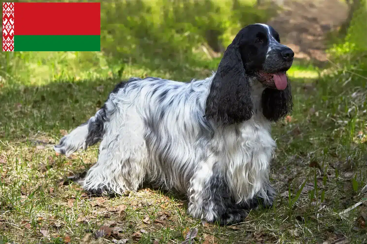 Scopri di più sull'articolo Allevatori di Cocker Spaniel Inglese e cuccioli in Bielorussia