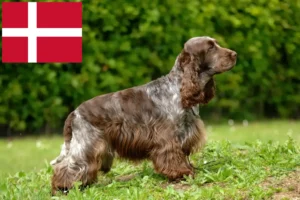 Scopri di più sull'articolo Allevatori di Cocker Spaniel Inglese e cuccioli in Danimarca