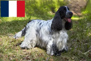 Scopri di più sull'articolo Allevatori di Cocker Spaniel Inglese e cuccioli in Francia