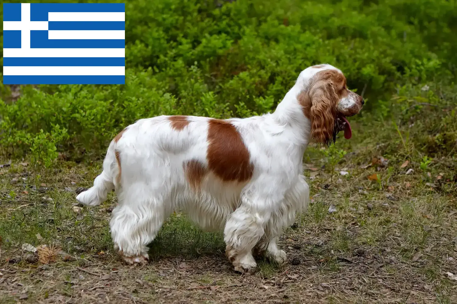 Scopri di più sull'articolo Allevatori di Cocker Spaniel Inglese e cuccioli in Grecia