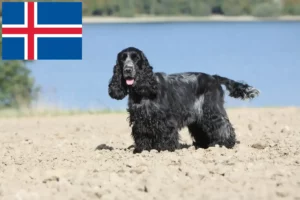 Scopri di più sull'articolo Allevatori di Cocker Spaniel Inglese e cuccioli in Islanda