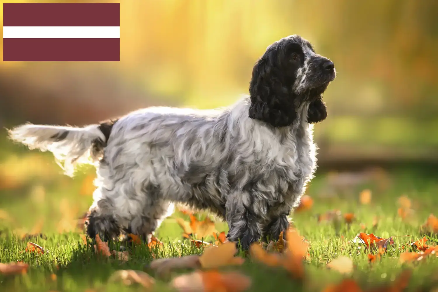 Scopri di più sull'articolo Allevatori di Cocker Spaniel Inglese e cuccioli in Lettonia