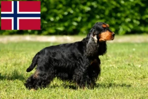 Scopri di più sull'articolo Allevatori di Cocker Spaniel Inglese e cuccioli in Norvegia