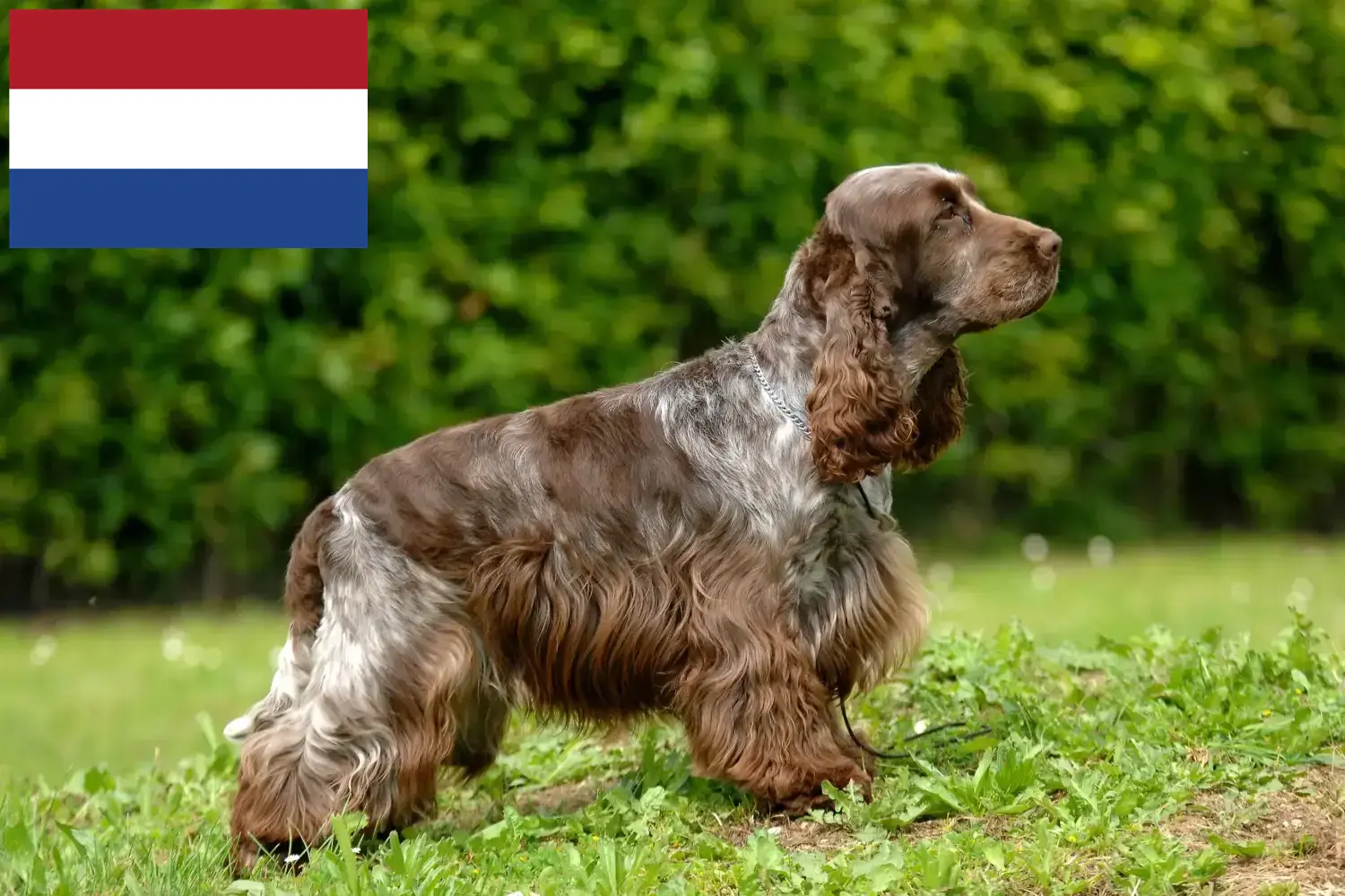 Scopri di più sull'articolo Allevatori di Cocker Spaniel Inglese e cuccioli in Olanda