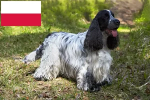 Scopri di più sull'articolo Allevatori di Cocker Spaniel Inglese e cuccioli in Polonia