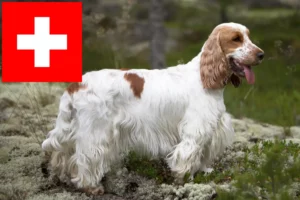 Scopri di più sull'articolo Allevatori di Cocker Spaniel Inglese e cuccioli in Svizzera
