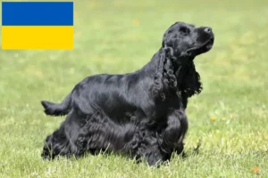 Scopri di più sull'articolo Allevatori di Cocker Spaniel Inglese e cuccioli in Ucraina
