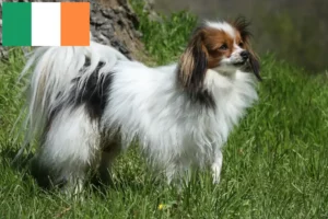 Scopri di più sull'articolo Allevatore di Spaniel Nani Continentali e cuccioli in Irlanda