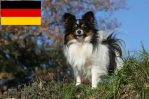 Scopri di più sull'articolo Allevatori di Spaniel Nani Continentali e cuccioli in Germania