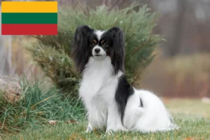 Scopri di più sull'articolo Allevatore di Spaniel nani continentali e cuccioli in Lituania