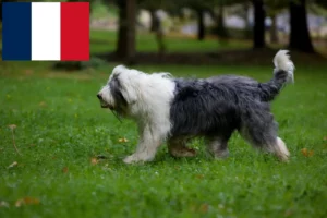 Scopri di più sull'articolo Allevatori di Bobtail e cuccioli in Francia