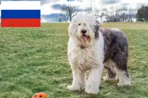 Scopri di più sull'articolo Allevatori di Bobtail e cuccioli in Russia