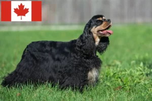 Scopri di più sull'articolo Allevatori di Cocker Spaniel Americano e cuccioli in Canada