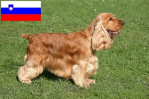 Scopri di più sull'articolo Allevatori di Cocker Spaniel Inglese e cuccioli in Slovenia