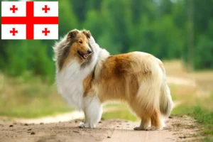 Scopri di più sull'articolo Allevatori di Collie e cuccioli in Georgia