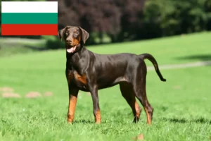 Scopri di più sull'articolo Allevatori di dobermann e cuccioli in Bulgaria