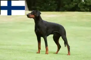 Scopri di più sull'articolo Allevatori di dobermann e cuccioli in Finlandia