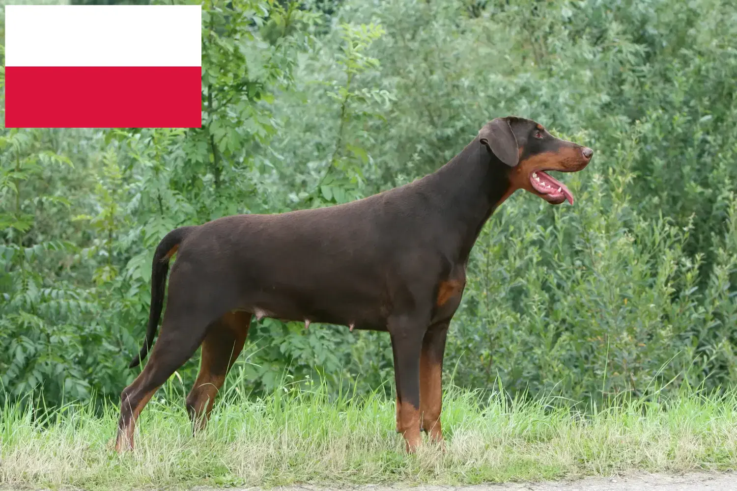 Scopri di più sull'articolo Allevatori di dobermann e cuccioli in Polonia