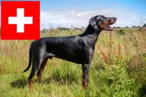 Scopri di più sull'articolo Allevatori di Dobermann e cuccioli in Svizzera