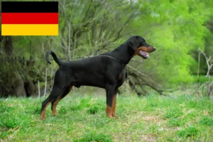 Scopri di più sull'articolo Allevatori di Dobermann e cuccioli in Germania