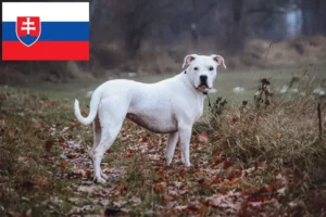 Scopri di più sull'articolo Allevatori di Dogo Argentino e cuccioli in Slovacchia