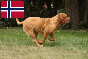 Scopri di più sull'articolo Allevatori di Dogue de Bordeaux e cuccioli in Norvegia