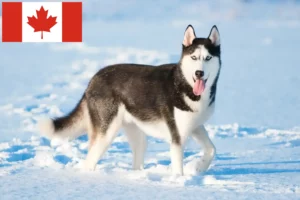 Scopri di più sull'articolo Allevatori di Husky e cuccioli in Canada