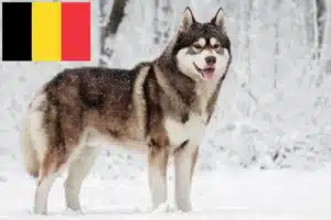 Scopri di più sull'articolo Allevatori di Husky e cuccioli in Belgio