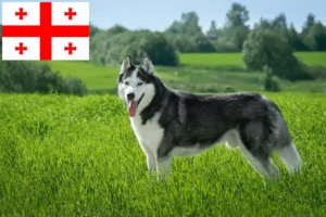 Scopri di più sull'articolo Allevatori di Husky e cuccioli in Georgia