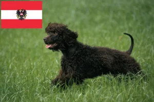 Scopri di più sull'articolo Allevatori di Irish Water Spaniel e cuccioli in Austria