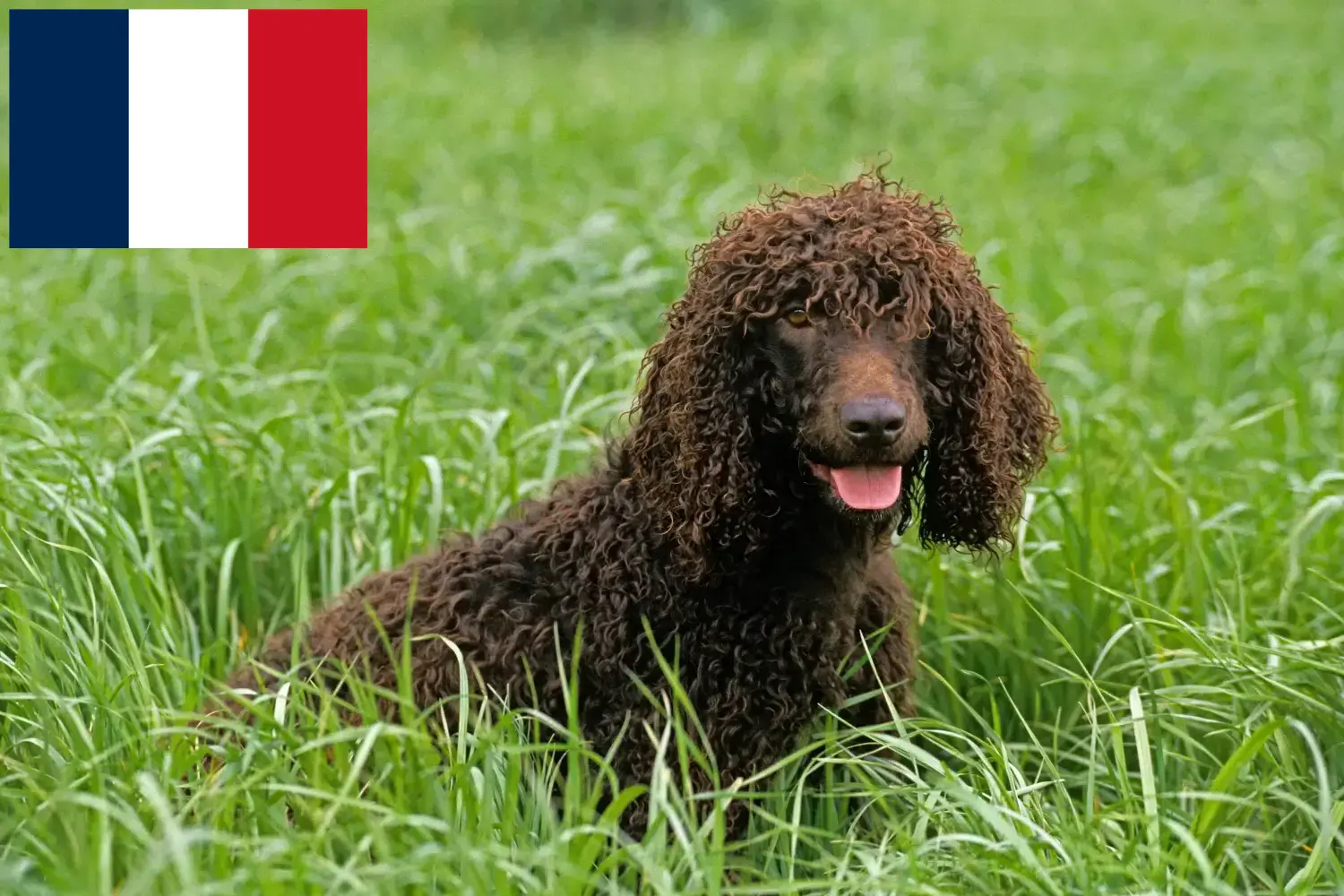 Scopri di più sull'articolo Allevatori e cuccioli di Irish Water Spaniel in Francia