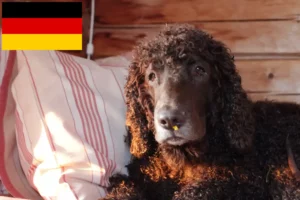 Scopri di più sull'articolo Allevatori di Irish Water Spaniel e cuccioli in Germania