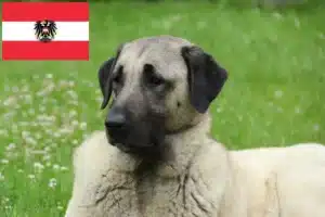 Scopri di più sull'articolo Allevatori di Kangal e cuccioli in Austria