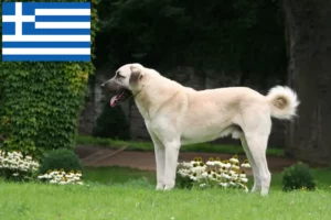 Scopri di più sull'articolo Allevatori di Kangal e cuccioli in Grecia