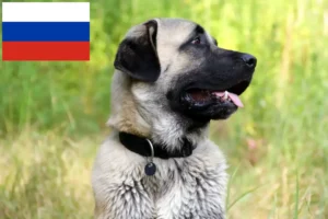 Scopri di più sull'articolo Allevatori e cuccioli di Kangal in Russia