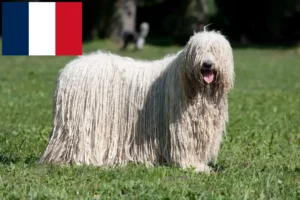 Scopri di più sull'articolo Allevatori di Komondor e cuccioli in Francia