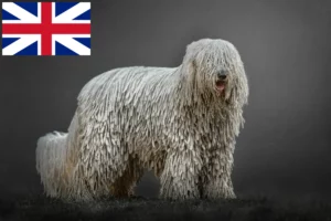 Scopri di più sull'articolo Allevatori di Komondor e cuccioli in Gran Bretagna