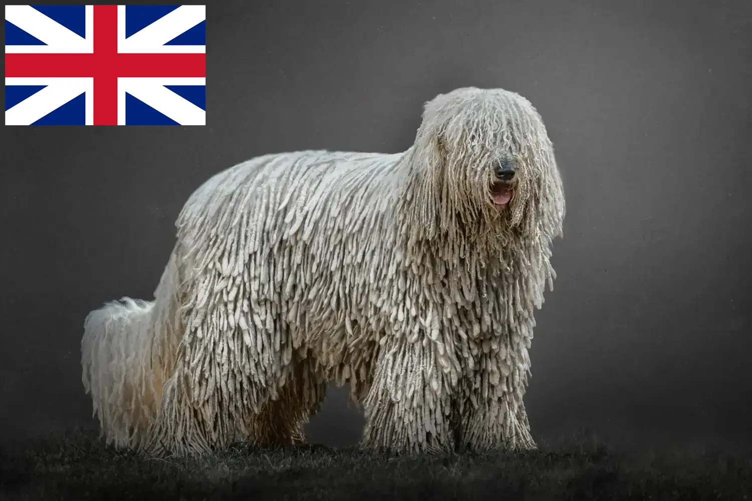 Scopri di più sull'articolo Allevatori di Komondor e cuccioli in Gran Bretagna