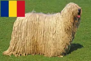 Scopri di più sull'articolo Allevatori di Komondor e cuccioli in Romania