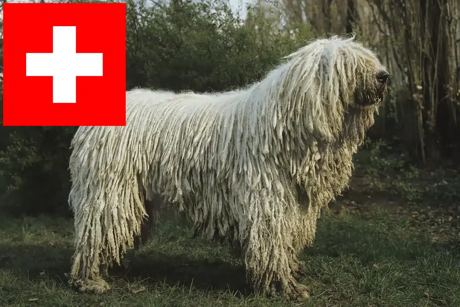 Scopri di più sull'articolo Allevatori di Komondor e cuccioli in Svizzera