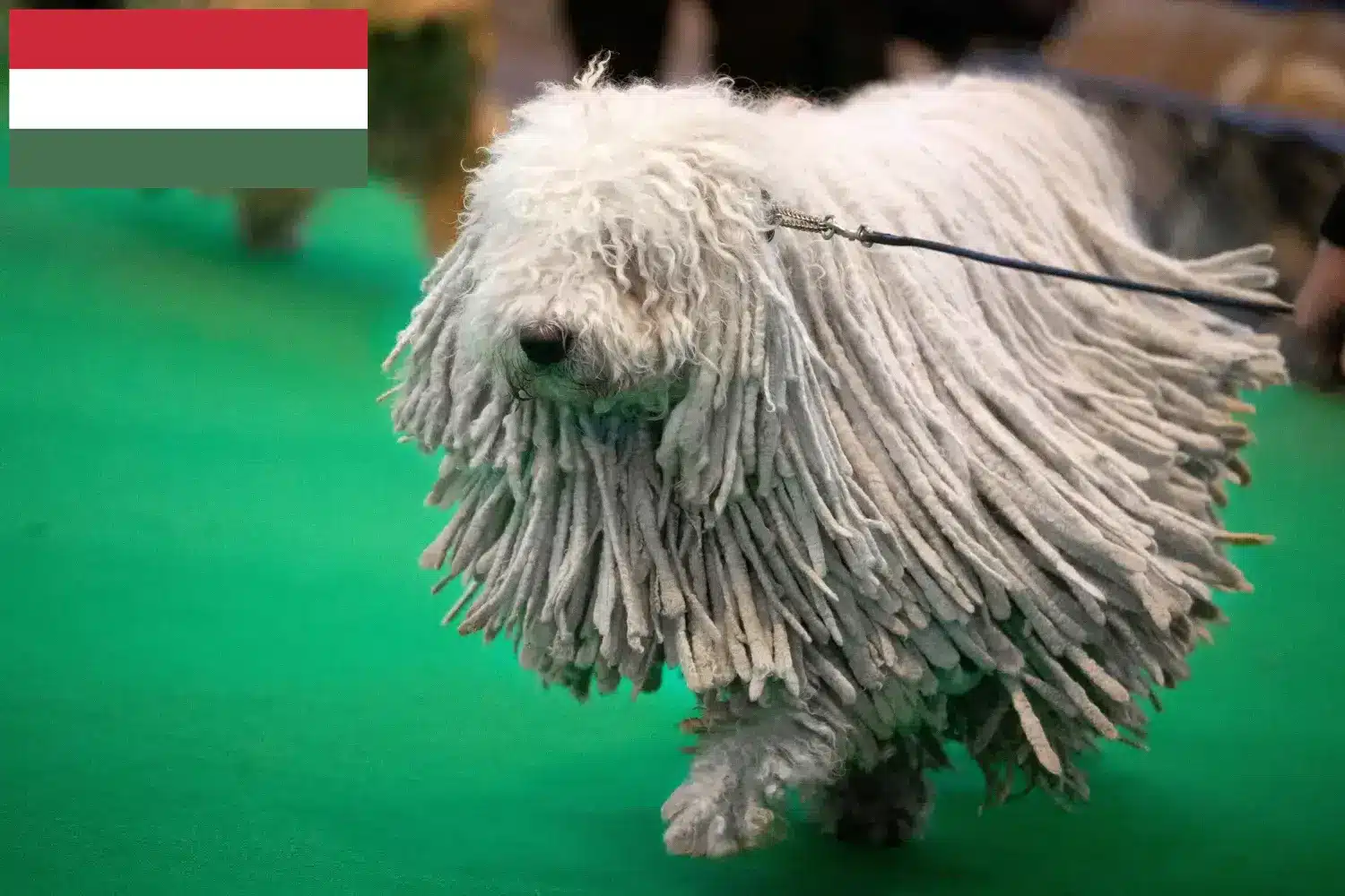 Scopri di più sull'articolo Allevatori di Komondor e cuccioli in Ungheria