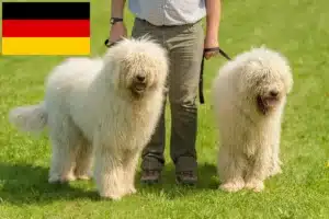 Scopri di più sull'articolo Allevatori di Komondor e cuccioli in Germania
