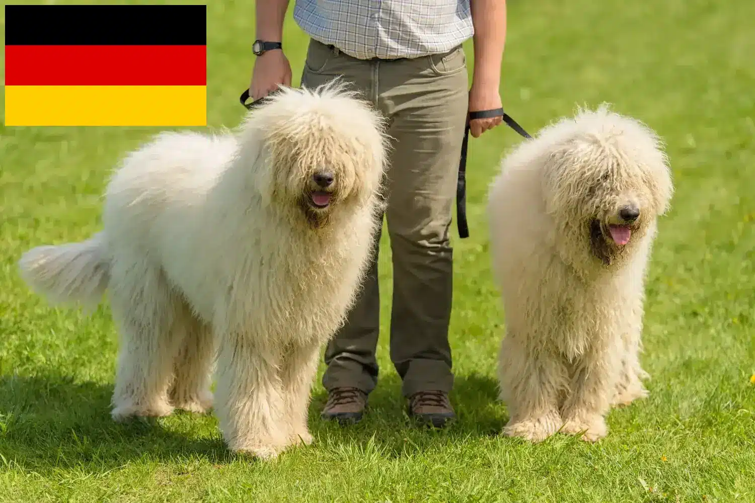 Scopri di più sull'articolo Allevatori di Komondor e cuccioli in Germania