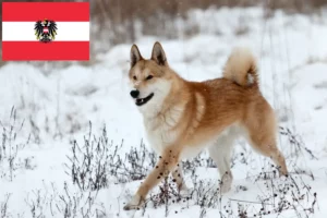 Scopri di più sull'articolo Allevatori di Laika e cuccioli in Austria