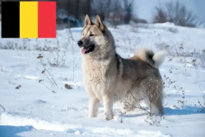 Scopri di più sull'articolo Allevatori di Laika e cuccioli in Belgio