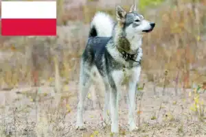 Scopri di più sull'articolo Allevatori di Laika e cuccioli in Polonia