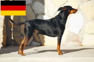 Scopri di più sull'articolo Allevatori di Pinscher Tedesco e cuccioli in Germania