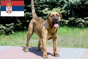 Scopri di più sull'articolo Allevatori di Presa Canario e cuccioli in Serbia