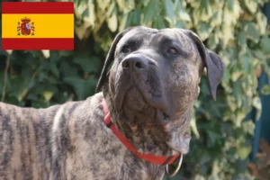Scopri di più sull'articolo Allevatori di Presa Canario e cuccioli in Spagna